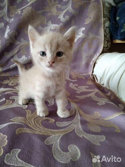 Котята в дар