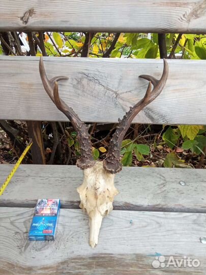 Имитация рогов косули