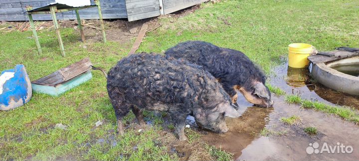 Венгерская мангалица