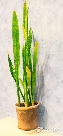 Сансевиерия тещин Язык