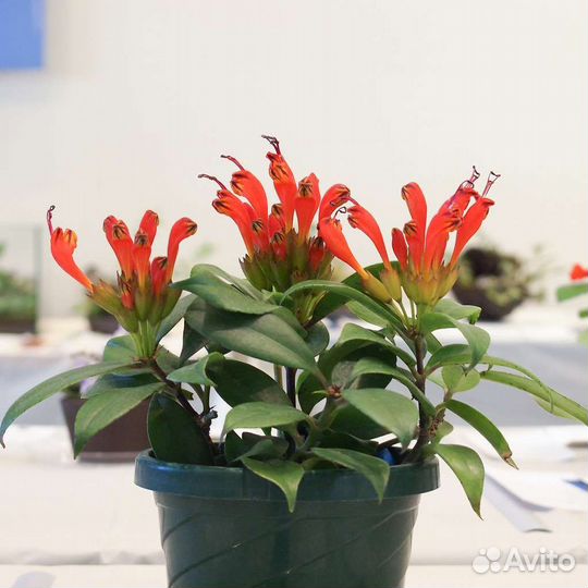 Эсхинантус жар птица