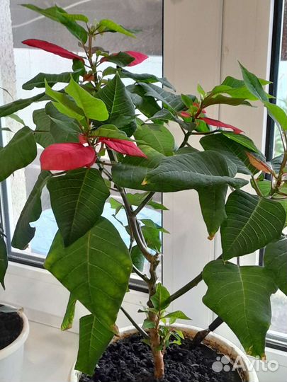 Комнатные цветы шефлера