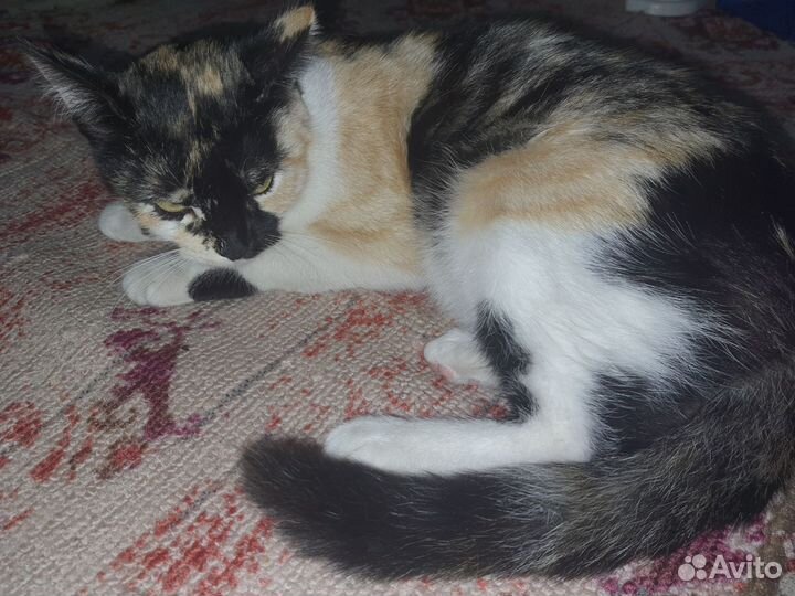 Кот и кошка в добрые руки