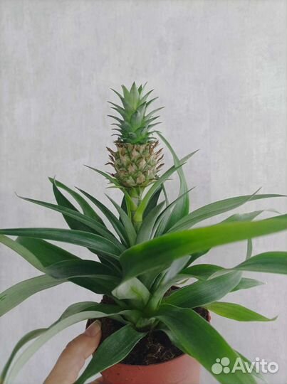 Комнатный ананас