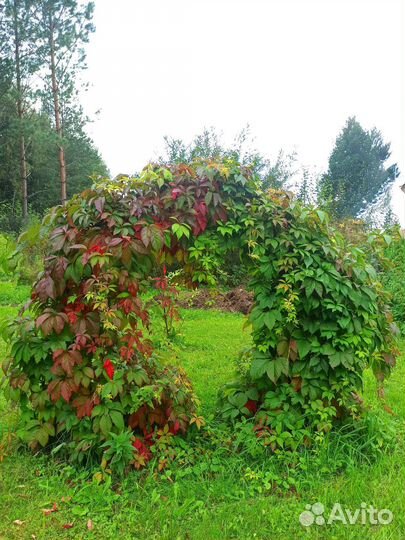 Девичий виноград