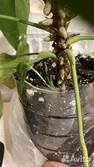 Антуриум розовый