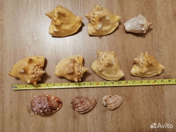 Морские ракушки