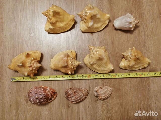 Морские ракушки