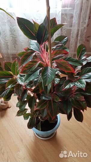 Аглоонема Крит