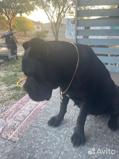 Щенки кане корсо