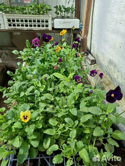 Рассада цветы и овощей