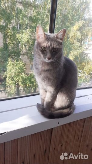 Отдам в добрые руки