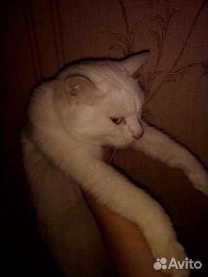 Кошка турецкая ангора