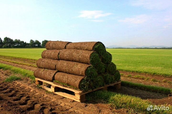 Рулонный газон Премиум от производителя