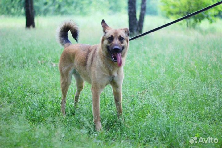 Собака из приюта в добрые руки