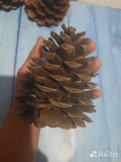 Шишки пицундской сосны для творчества