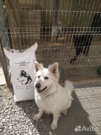 Корм для собак Променад