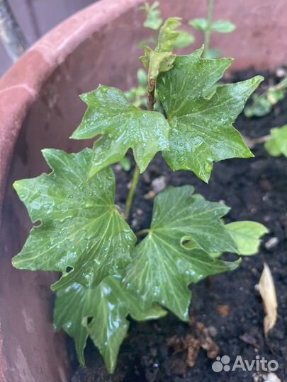 Плющ Хедера