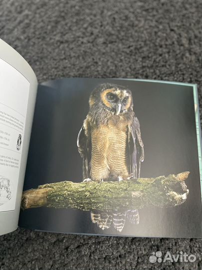 Книга про сов, Beautiful Owls art books