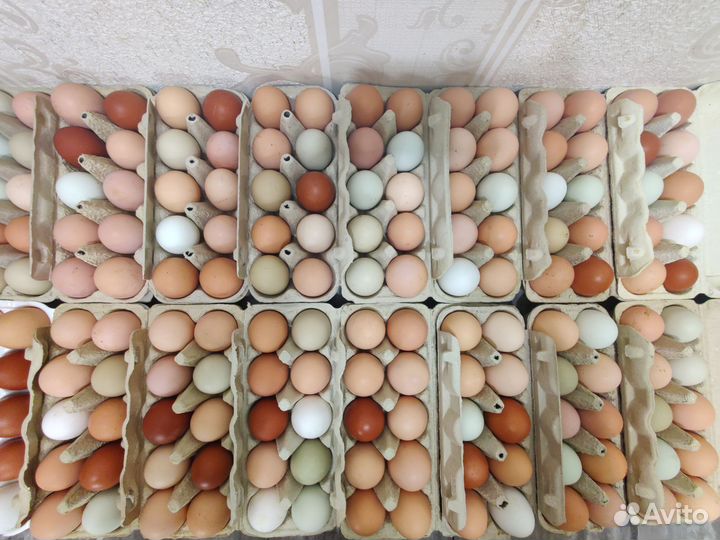 Домашние куриные яйца