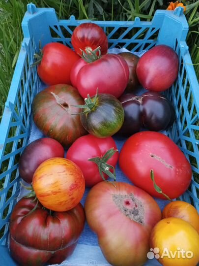 Семена коллекционных сортов томатов