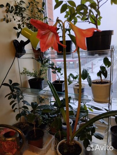 Гиппеаструм