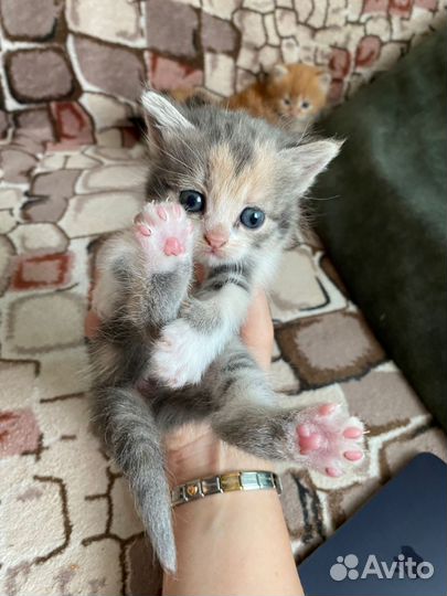 Кошка