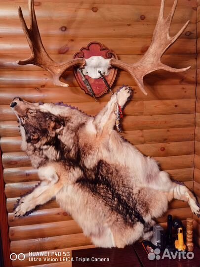 Шкура волка