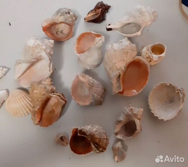 Морские раковины