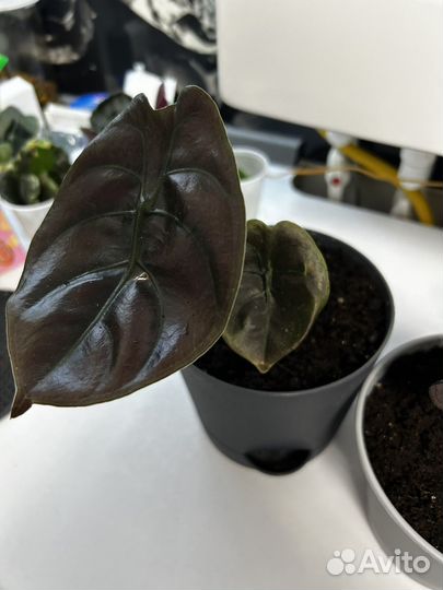 Алоказия Купрея ред