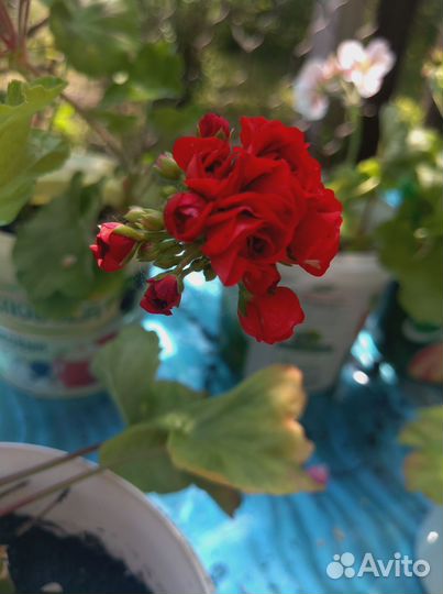 Герань пеларгония