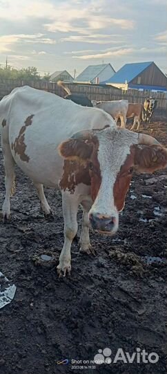 Коровы и телки