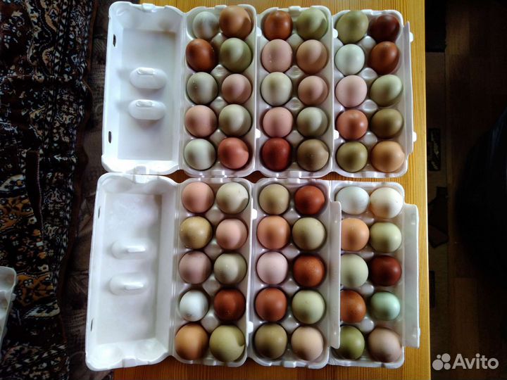 Яйцо инкубационное куриное