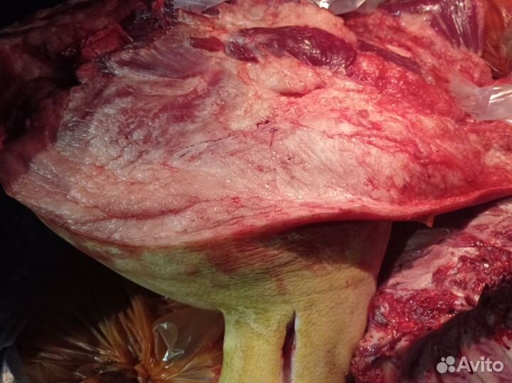 Сало свинное