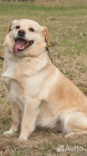 Собаки бесплатно в добрые руки