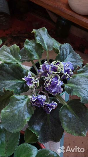 Фиалки продажа