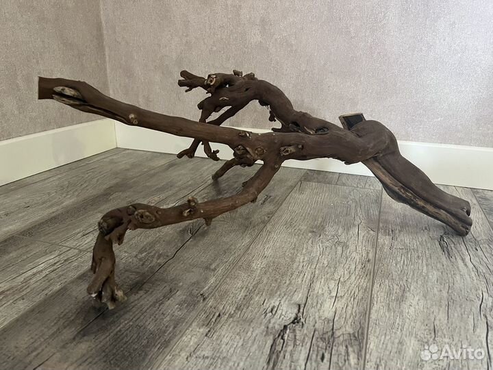 Коряга (виноградная лоза)