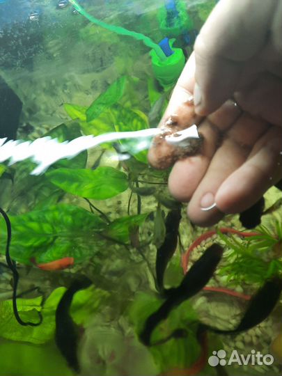 Рыбки гуппи