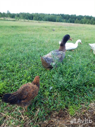 Селезень пекинский