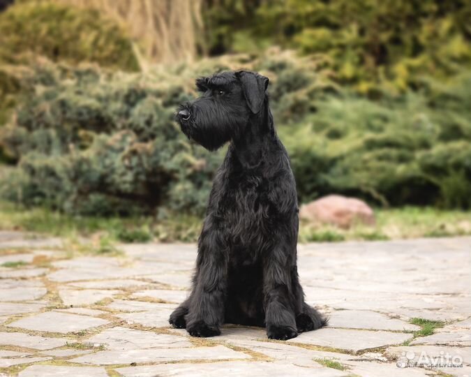 Щенки ризеншнауцера из питомника Джентли Борн