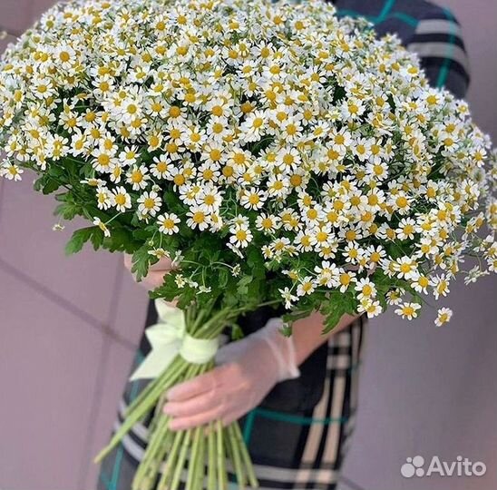 Цветы ромашки