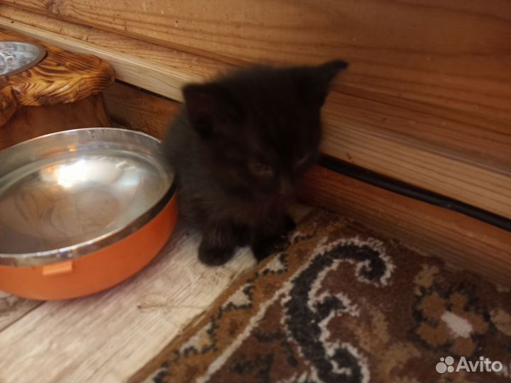Котятки различные(черные, рыжий, серенький)