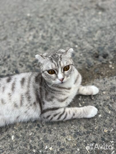Кошка В добрые руки