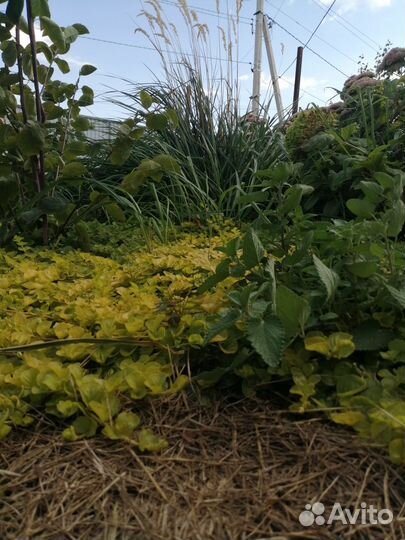 Вербейник монетчатый, вейник, котовник