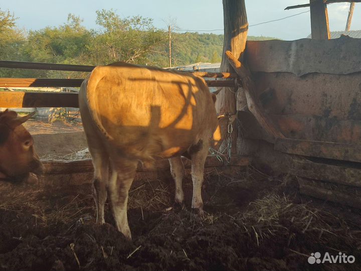 Бычки 8 голов