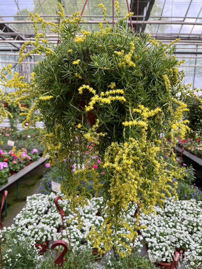 Седум мексиканский