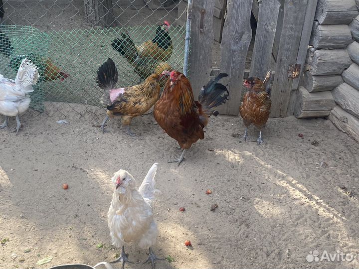 Куры амераукана вывод прошлое лето