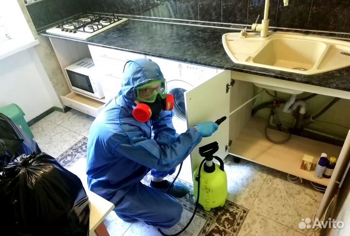 Уничтожение тараканов, клопов, плесени дезинсекция