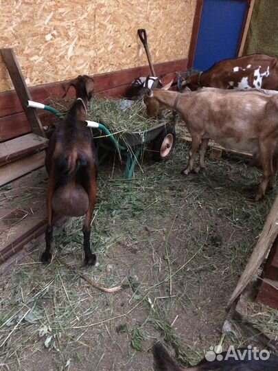 Козы высокоудойные