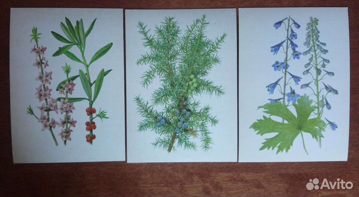 Набор открыток растения под охраной
